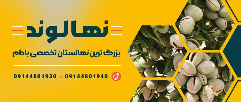 خرید نهال، قیمت نهال فروش، نهال نهالستان نهال فروشی نهال میوه نهال بادام خرید نهال بادام قیمت نهال بادام فروش نهال بادام انواع نهال بادام خرید درخت بادام